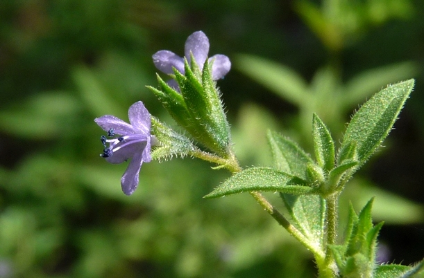 {Isanthus brachiatus}